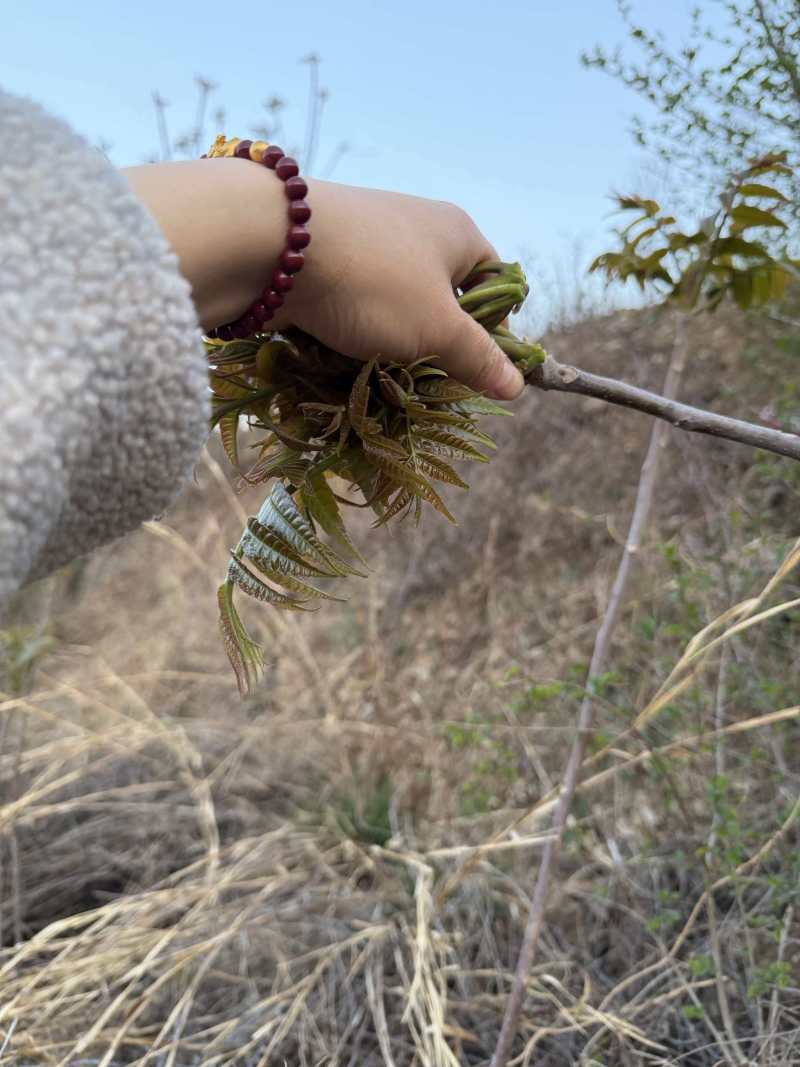 山东临沂沂水高庄头茬红香椿