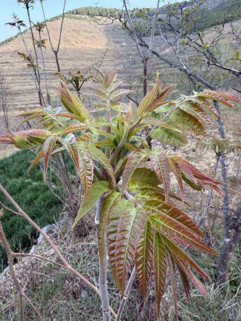 山东临沂沂水高庄头茬红香椿