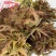 山东临沂沂水高庄头茬红香椿