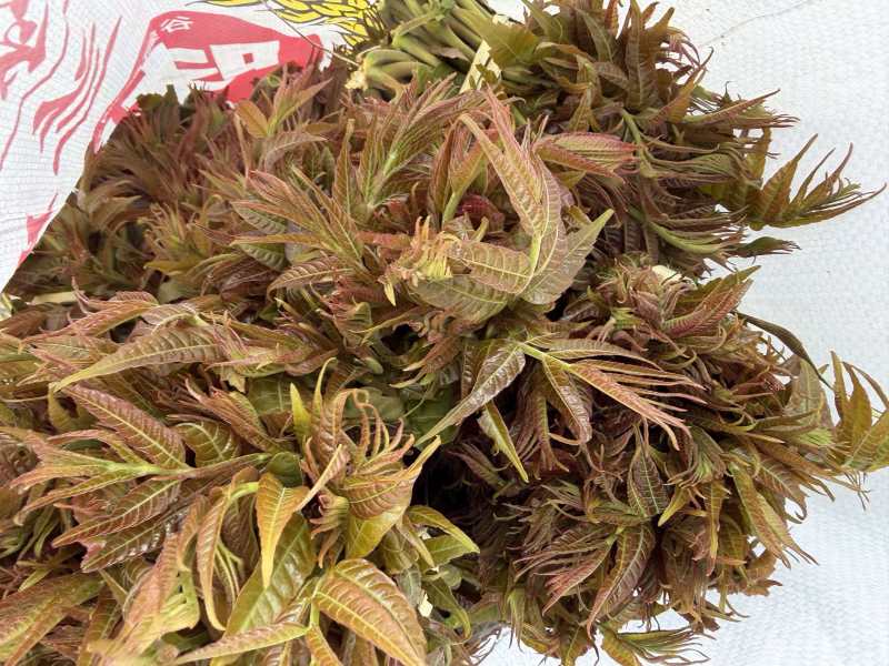 山东临沂沂水高庄头茬红香椿