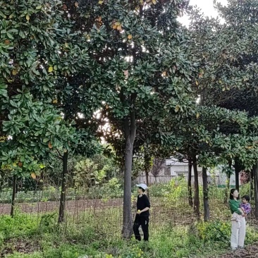 芜湖精品大广玉兰、香樟树出售！***********