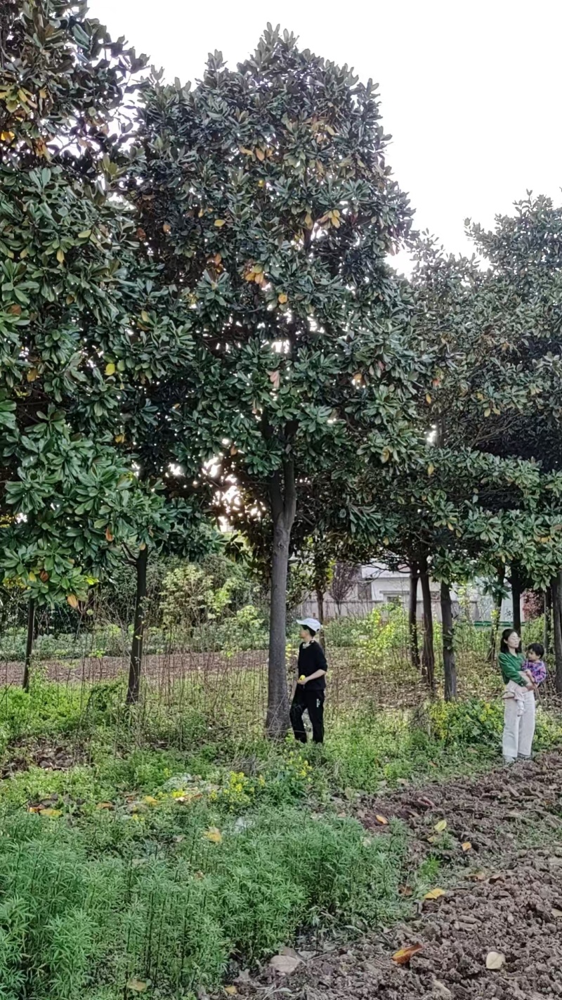 芜湖精品大广玉兰、香樟树出售！***********