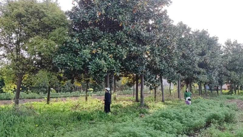 芜湖精品大广玉兰、香樟树出售！***********