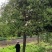 芜湖精品大广玉兰、香樟树出售！***********