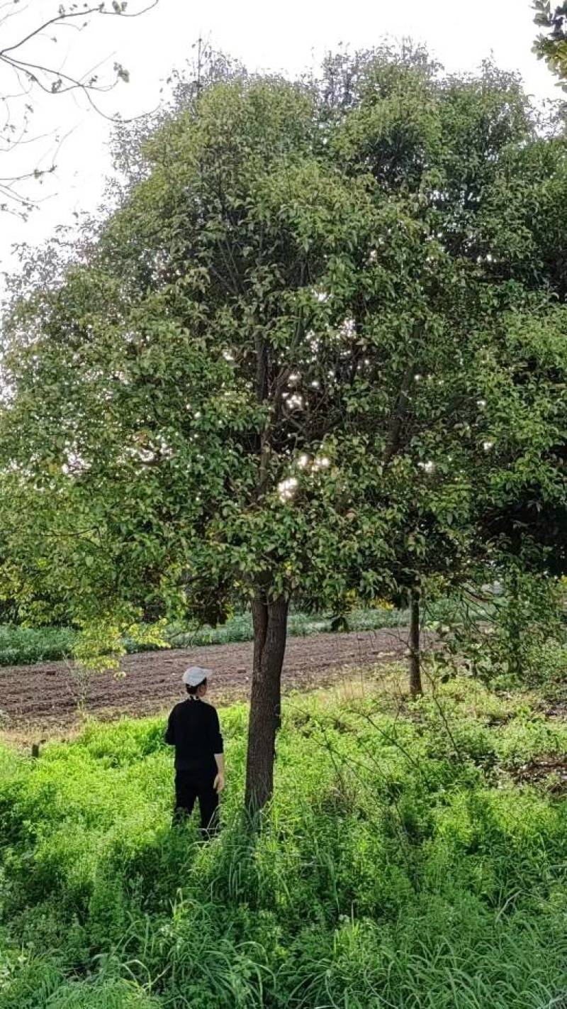 芜湖精品大广玉兰、香樟树出售！***********