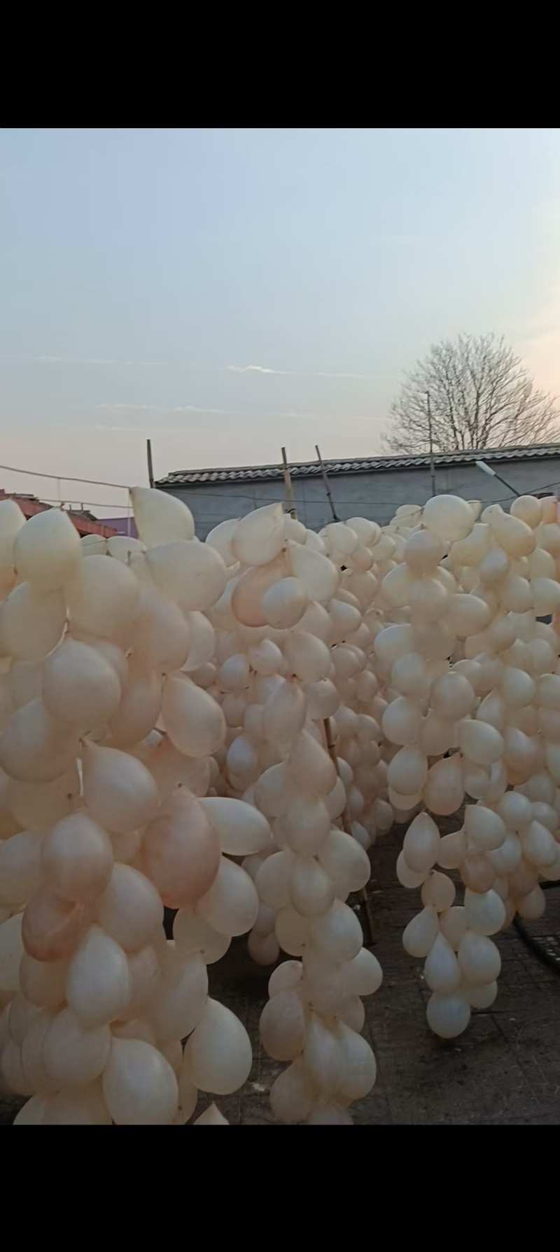 河北顺平盐干猪小肚精品/一级规格全一件10个起批