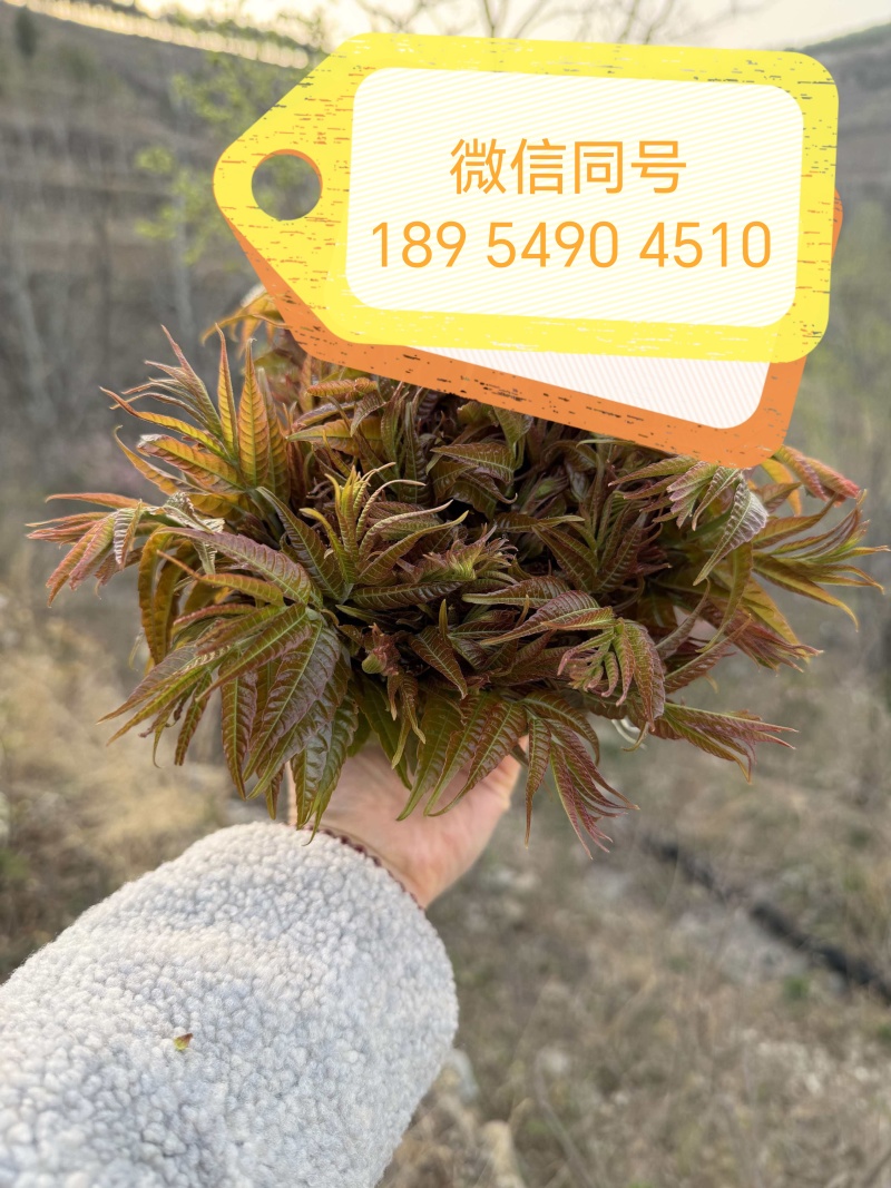 山东临沂沂水高庄头茬红香椿