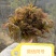 山东临沂沂水高庄头茬红香椿