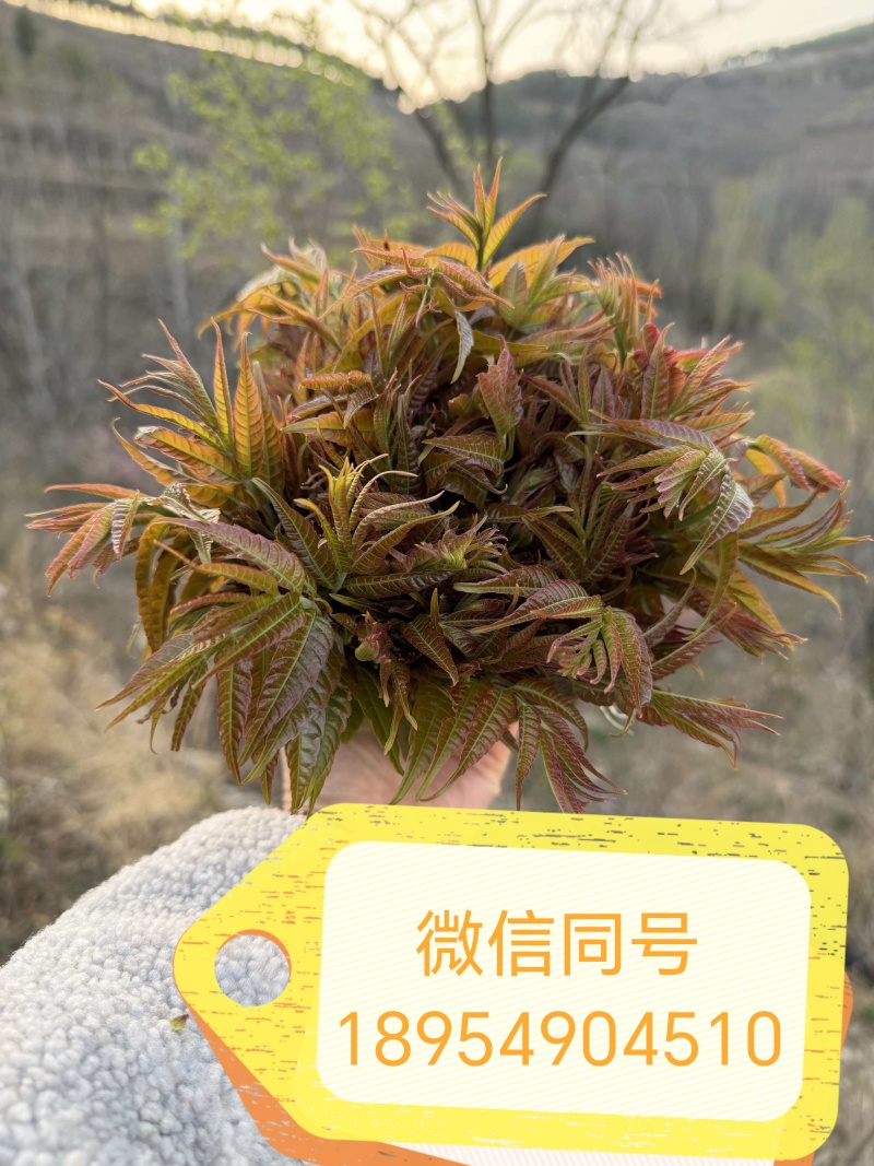 山东临沂沂水高庄头茬红香椿