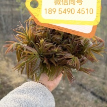 山东临沂沂水高庄头茬红香椿