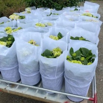 精品无纺布花盆套袋工厂一手货源全国发货量大价优欢迎随时