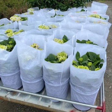 精品无纺布花盆套袋工厂一手货源全国发货量大价优欢迎随时