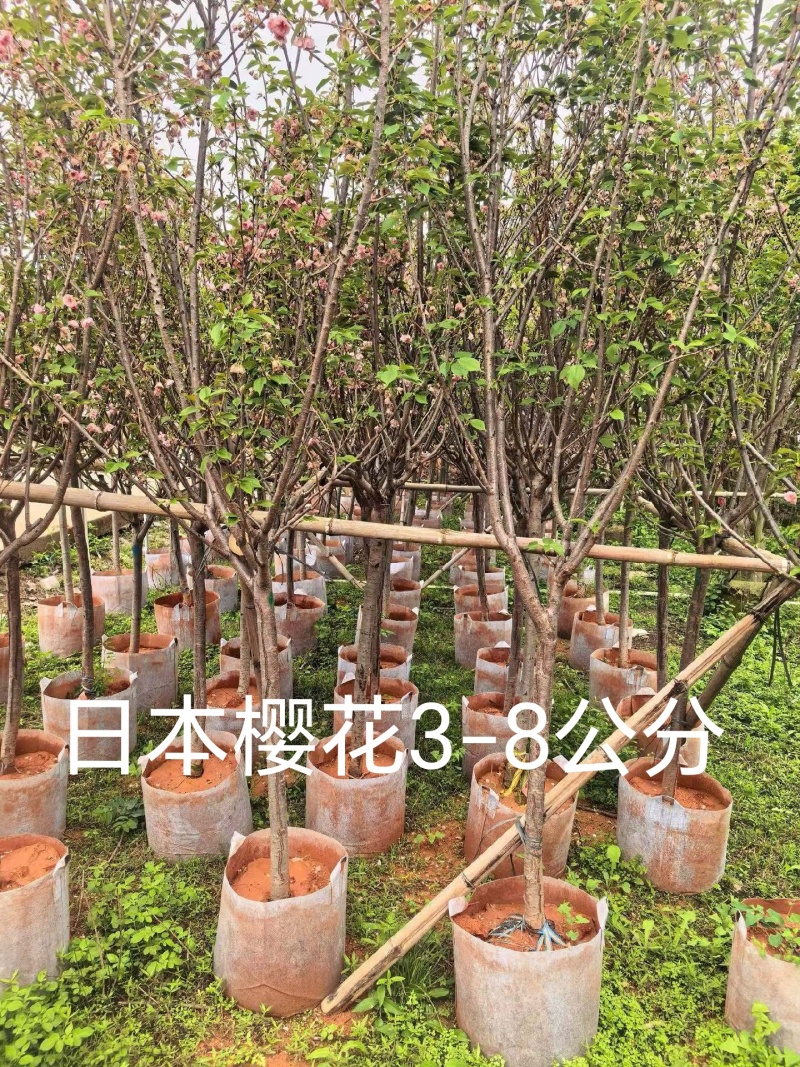 日本樱花3-8公分现货低价出售