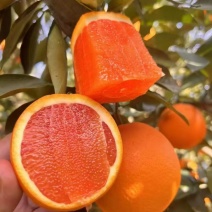 湖北秭归中华红橙无脱水