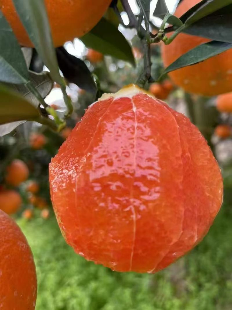 湖北秭归中华红橙无脱水