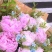 出售进口芍药花，100枝起售，固定长期合作伙伴