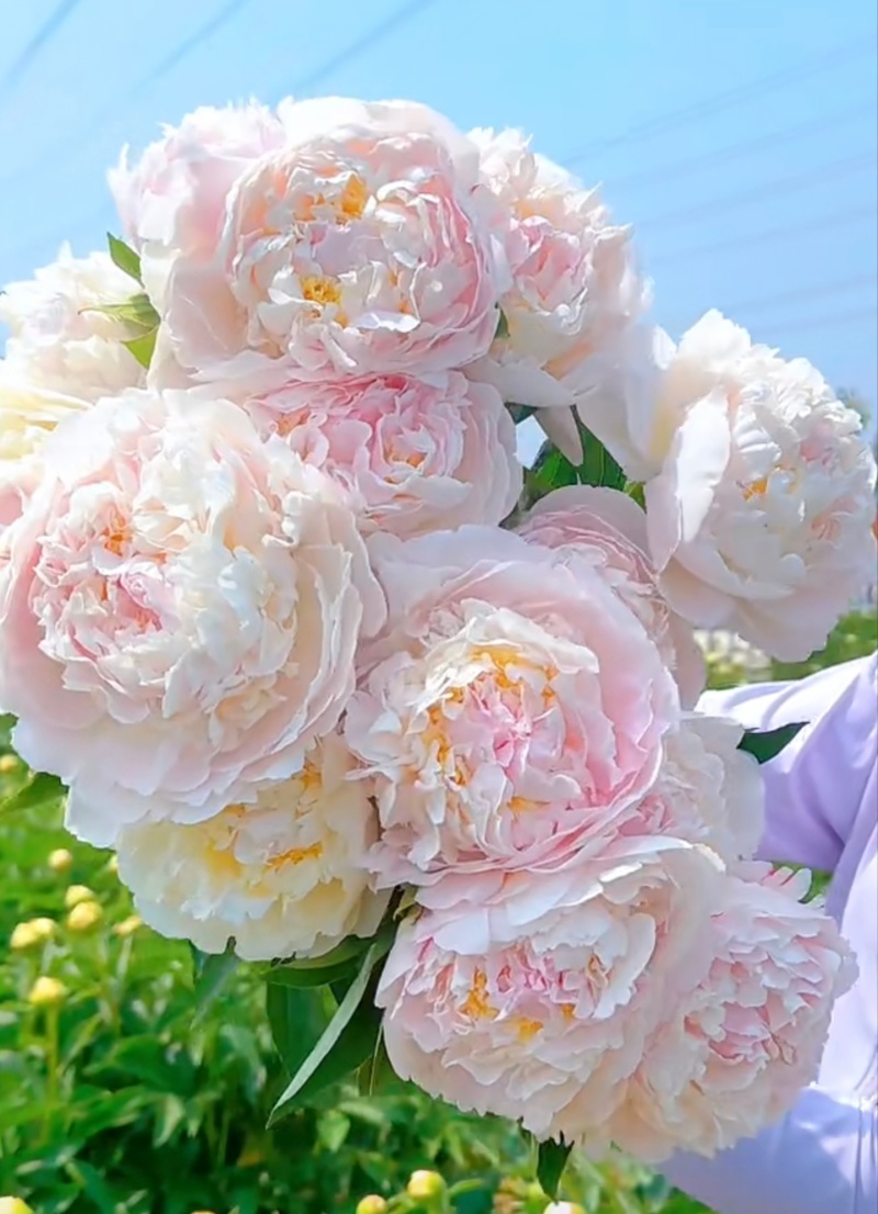 出售进口芍药花，100枝起售，固定长期合作伙伴