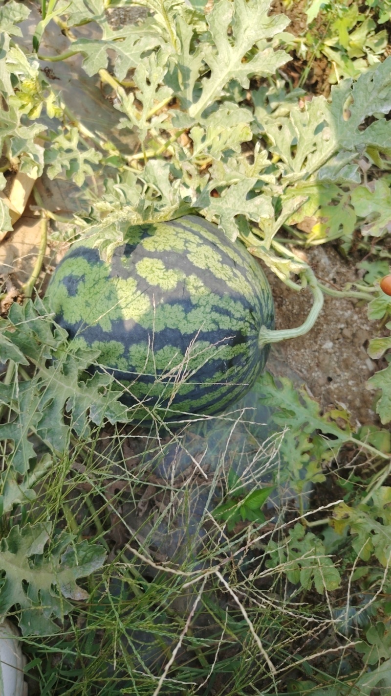 甜王电商西瓜