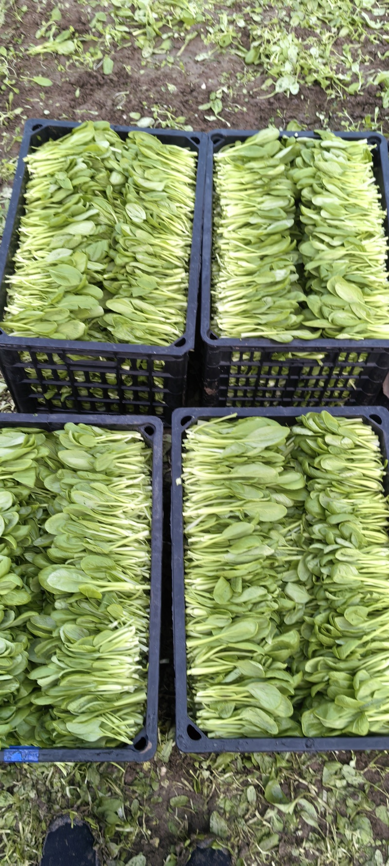 鸡毛菜