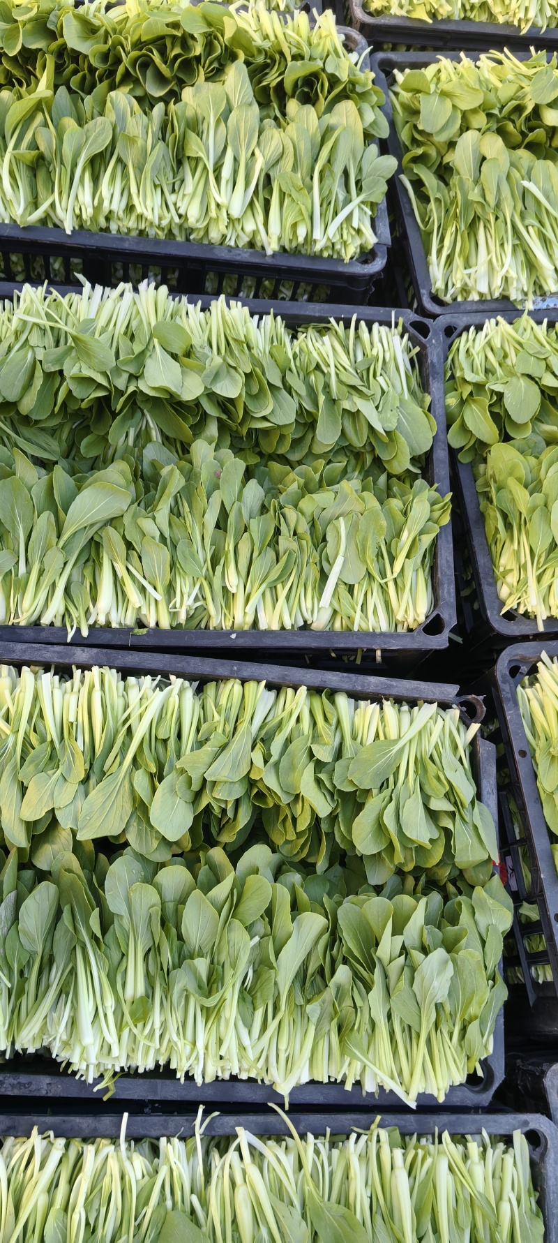 鸡毛菜