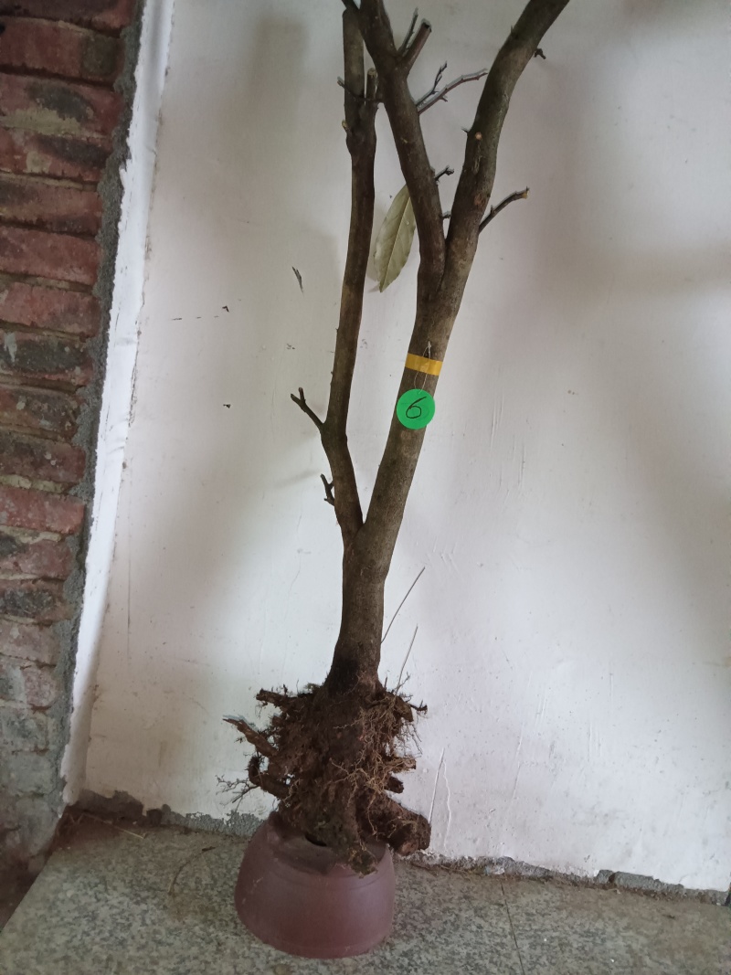 羊奶果(胡颓子)观赏性绿植，开花结果适合做盆景盆栽