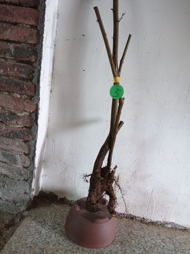 羊奶果(胡颓子)观赏性绿植，开花结果适合做盆景盆栽