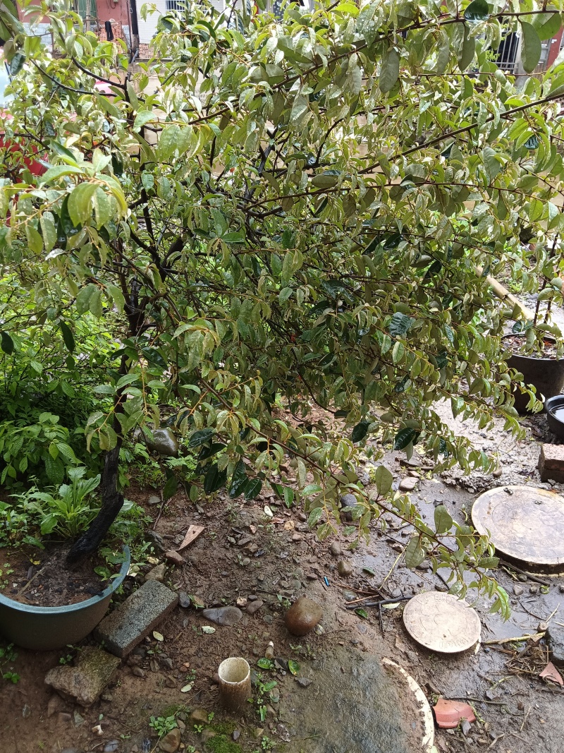 羊奶果(胡颓子)观赏性绿植，开花结果适合做盆景盆栽