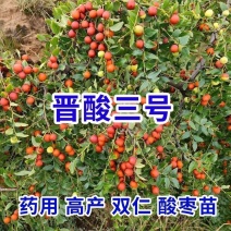 【技术指导】酸枣苗，山枣苗药用酸枣苗，双仁酸枣苗基地直供