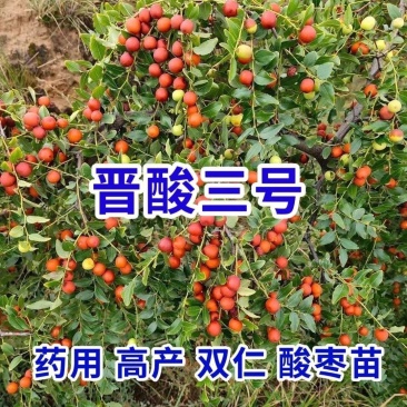 【技术指导】酸枣苗，山枣苗药用酸枣苗，双仁酸枣苗基地直供
