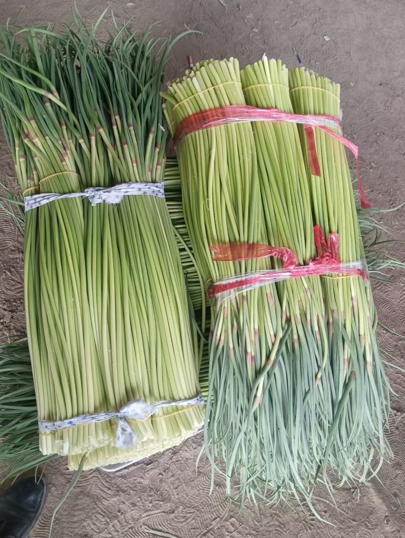 精品红帽蒜薹，白帽蒜薹