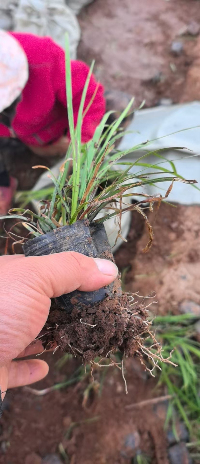 绿化苗木麦冬！批发基地！耐寒耐旱生命力顽强适合庭院花园