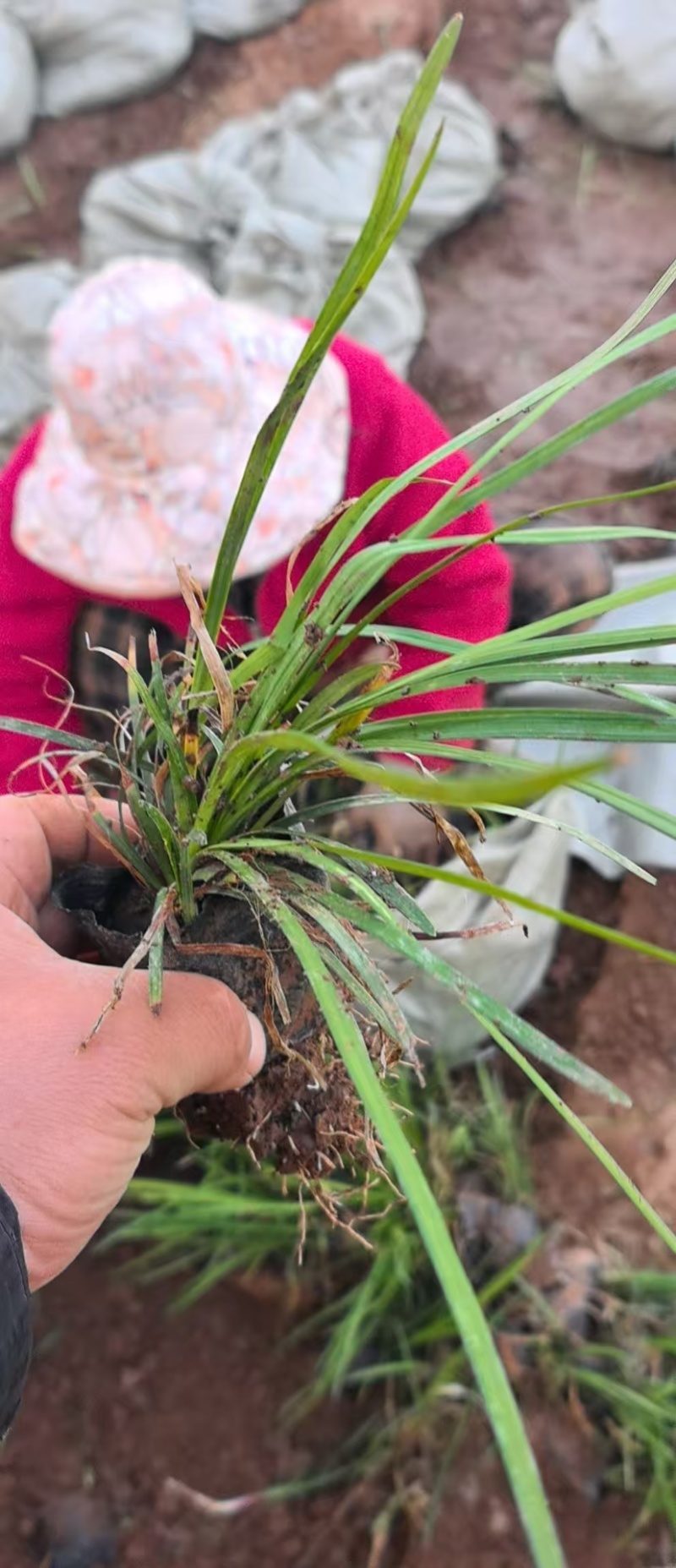 绿化苗木麦冬！批发基地！耐寒耐旱生命力顽强适合庭院花园