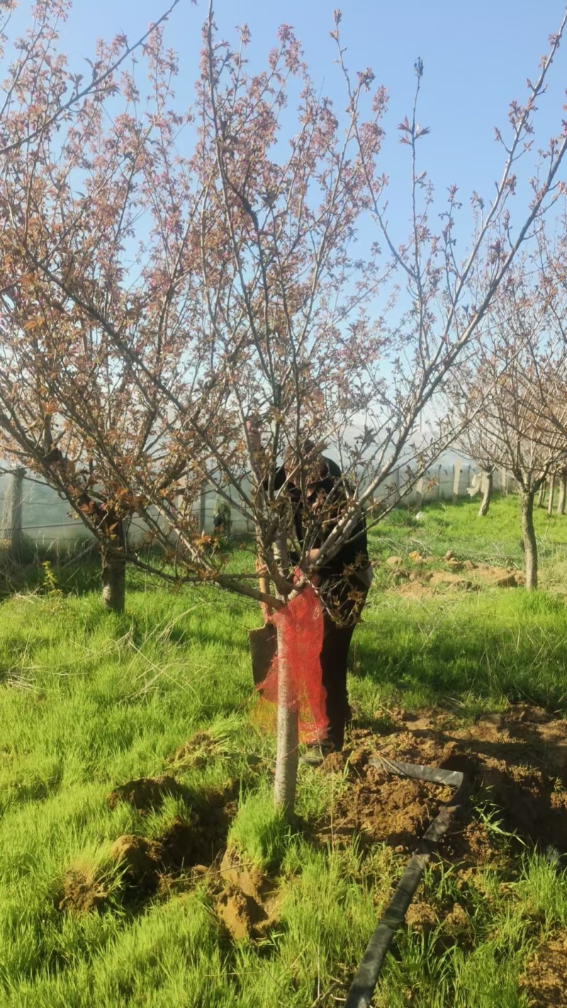 绿化苗木樱花树#基地批发！适合庭院花园小区