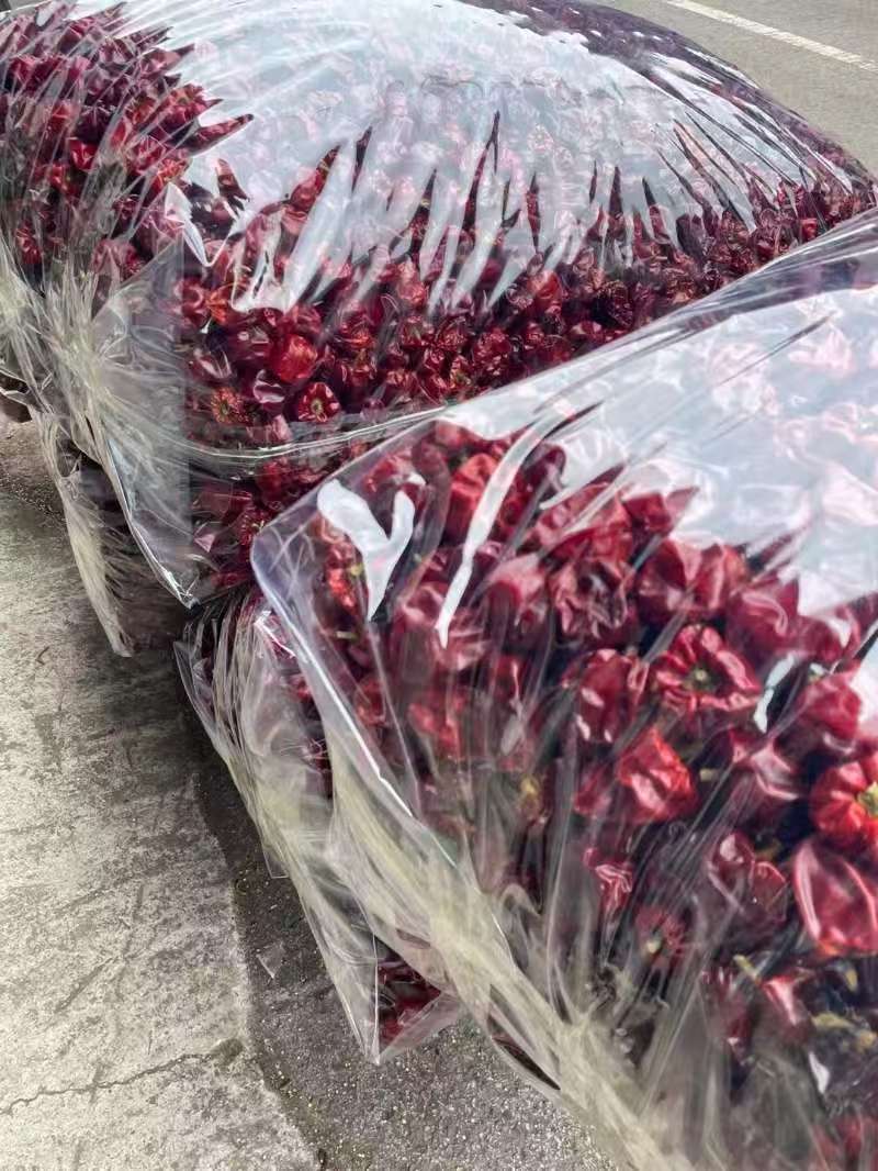 贵州满天星辣椒