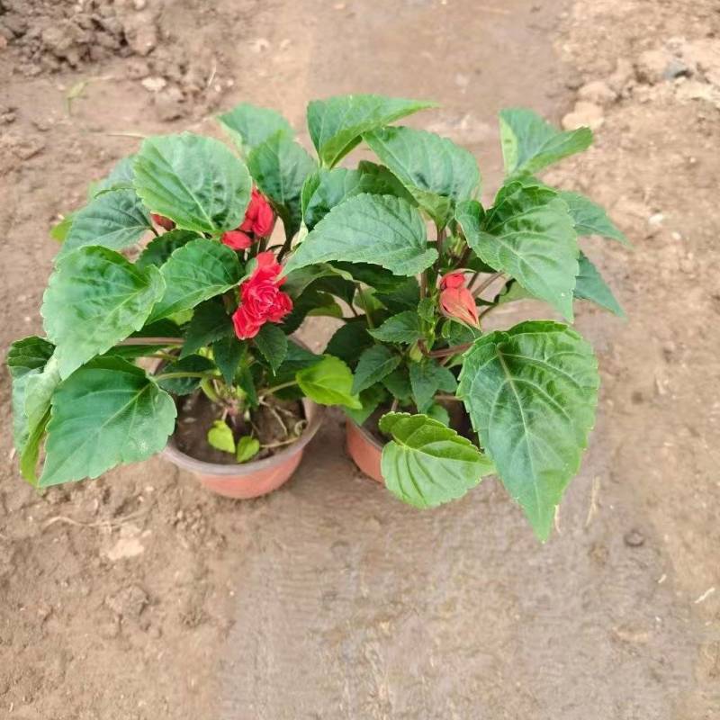 绿化苗木一串红批发基地！适合庭院花园小区绿化带种植