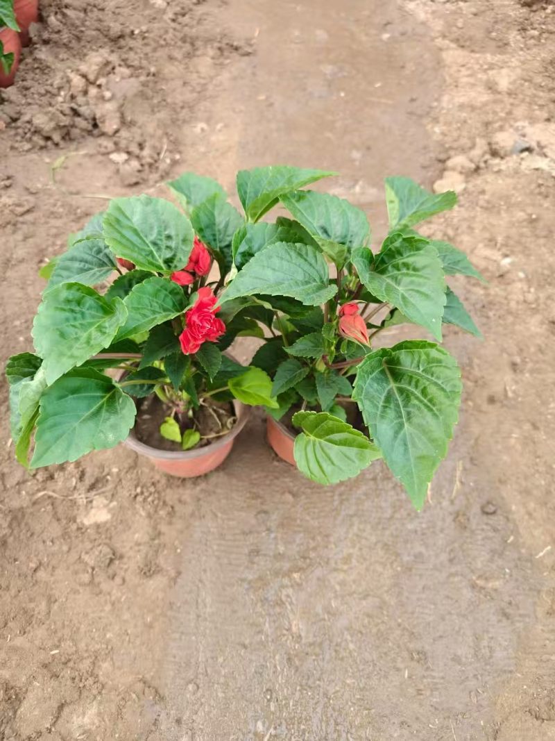 绿化苗木一串红批发基地！适合庭院花园小区绿化带种植