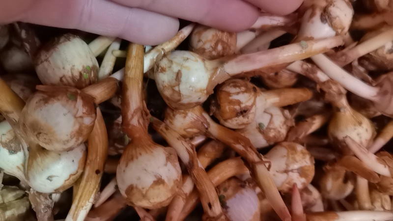 慈姑，