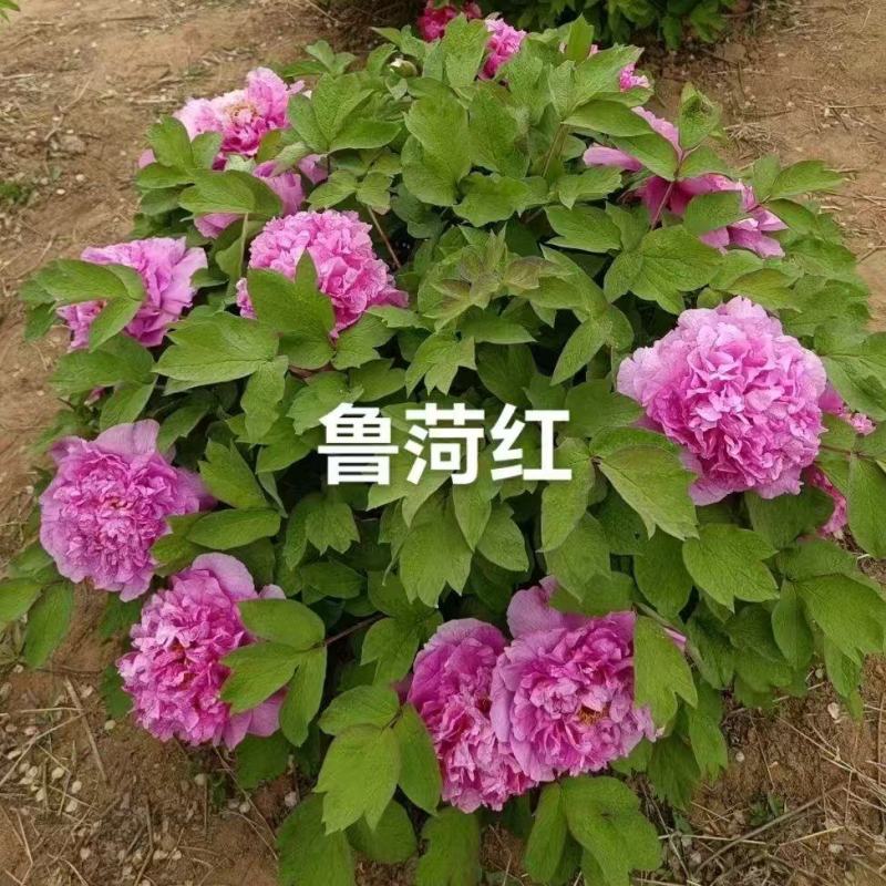 牡丹鲁菏红，产地大量发货，质量保证，万亩基地