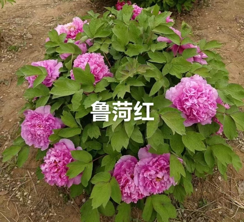 牡丹鲁菏红，产地大量发货，质量保证，万亩基地