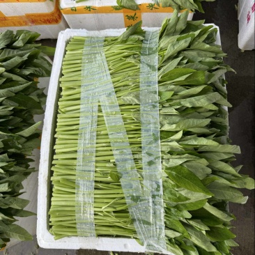 精选水空心菜