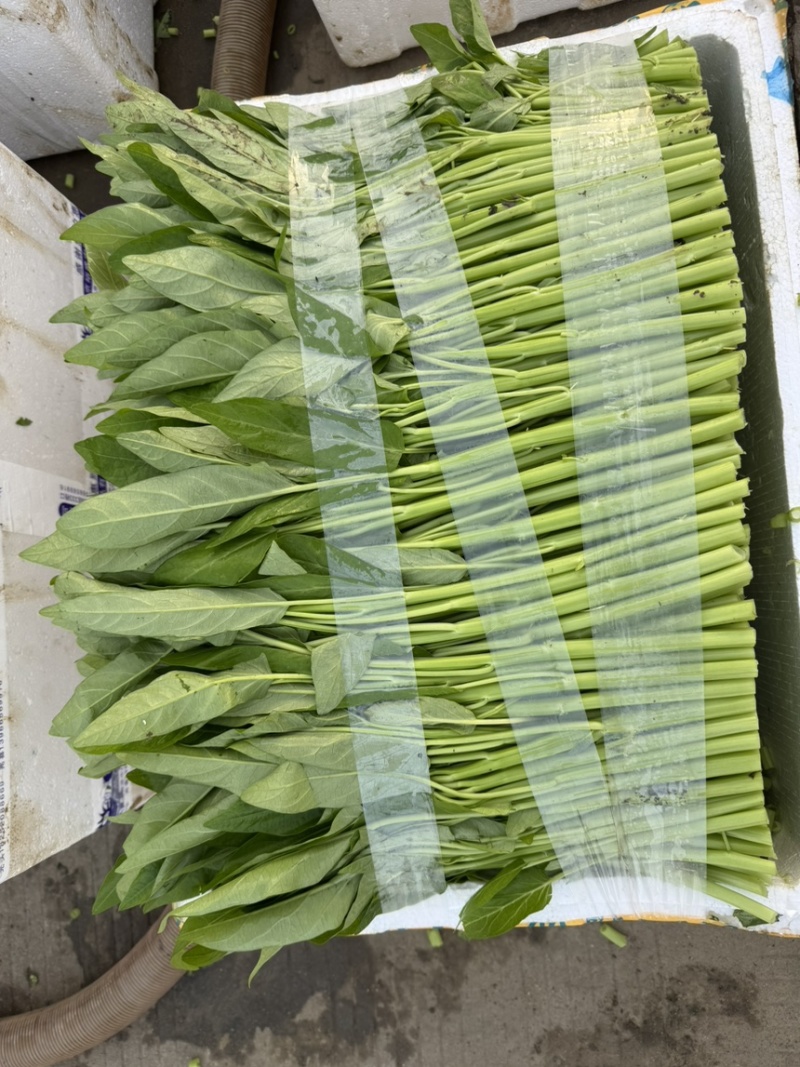精选水空心菜