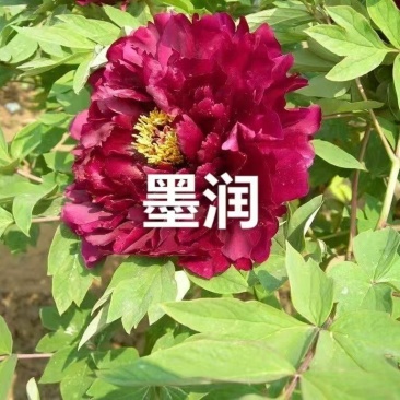 牡丹墨润绝伦，品种规格齐全，成花率高，一件代发