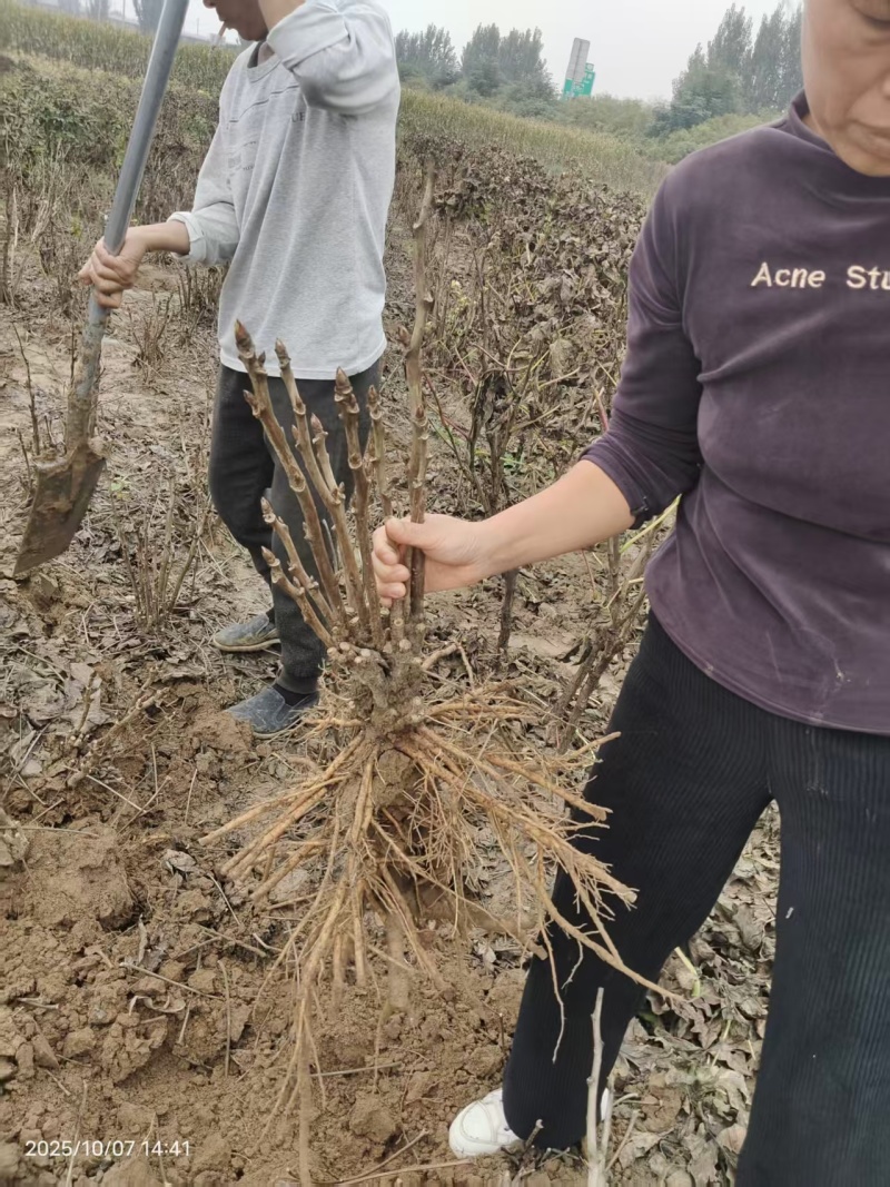 牡丹墨润绝伦，品种规格齐全，成花率高，一件代发