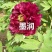 牡丹墨润绝伦，品种规格齐全，成花率高，一件代发