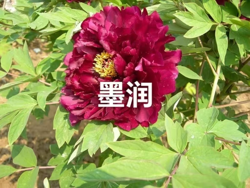 牡丹墨润绝伦，品种规格齐全，成花率高，一件代发