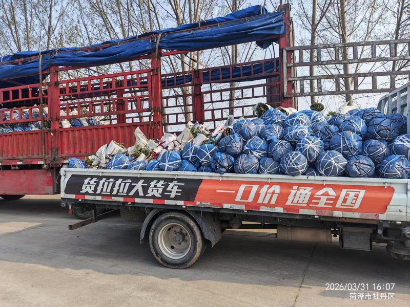 牡丹墨润绝伦，品种规格齐全，成花率高，一件代发