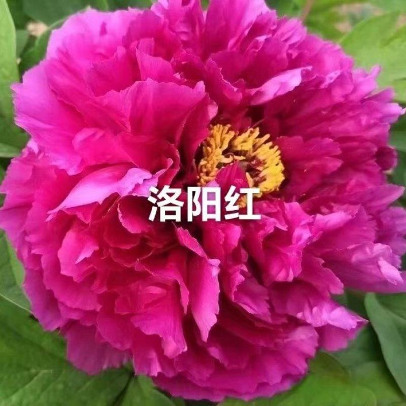 山东洛阳红牡丹大量发货，产地直发，一手货源，对接全国