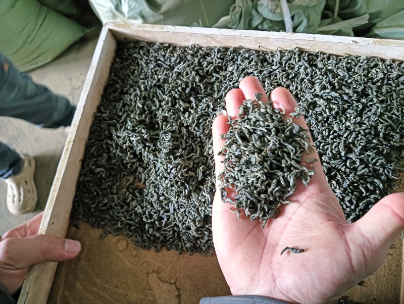 云南绿茶