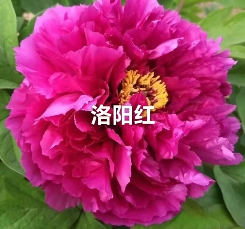 山东洛阳红牡丹大量发货，产地直发，一手货源，对接全国