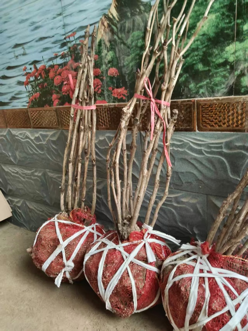 山东洛阳红牡丹大量发货，产地直发，一手货源，对接全国